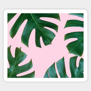 Tropical green ferns Sticker